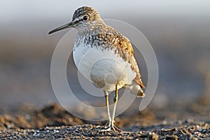 Portrait Common sandpiper