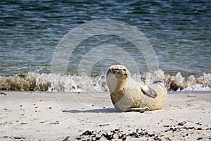 Portrait of a common seal resting at the beach - Phoca vitulina