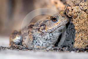A portrait of a Common Toad set against a small stone wall