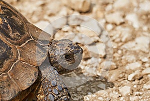 Portrait of a Common tortoise or Tetsudo graeca male .