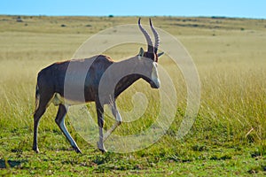 Portrait of a common Tsessebe Damaliscus lunatus antelope in Johannesburg game reserve South Africa