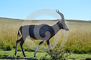 Portrait of a common Tsessebe Damaliscus lunatus antelope in Johannesburg game reserve South Africa