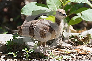 Portrait of a common turkey chicklet