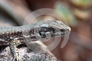 Common wall lizard, Podarcis muralis