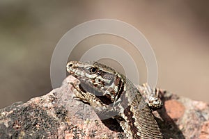 Common wall lizard, Podarcis muralis