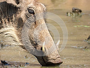 Portrait of a common warthog