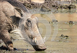 Portrait of a common warthog