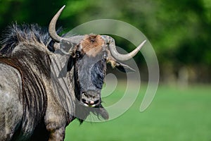 Portrait of Common Wildebeest Connochaetes Alcelaphine Bovidae l