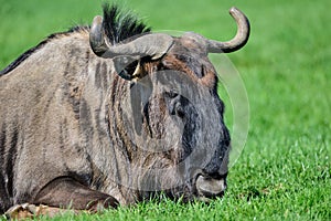 Portrait of Common Wildebeest Connochaetes Alcelaphine Bovidae l