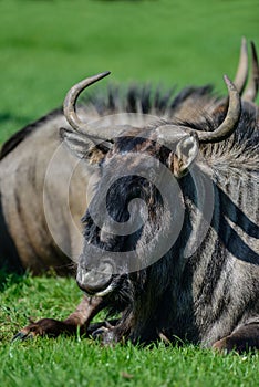 Portrait of Common Wildebeest Connochaetes Alcelaphine Bovidae l