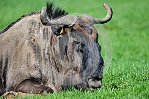 Portrait of Common Wildebeest Connochaetes Alcelaphine Bovidae l photo