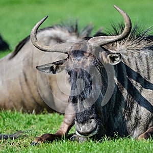 Portrait of Common Wildebeest Connochaetes Alcelaphine Bovidae l