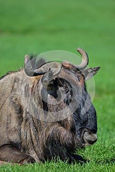 Portrait of Common Wildebeest Connochaetes Alcelaphine Bovidae l photo