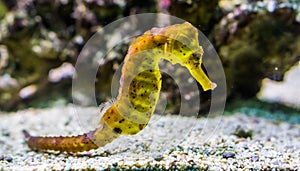 Portrait of a common yellow estuary seahorse with black spots, tropical aquarium pet from the indo-pacific ocean photo