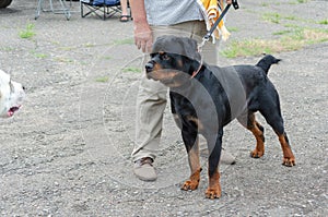 Portrait of a concentrated Rottweiler on a leash