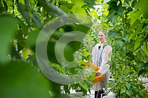 Portrait of confident female worker carrying crate of green bean