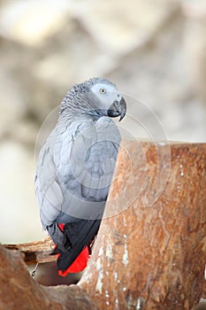 Portrait of an Congo African Grey Parrot