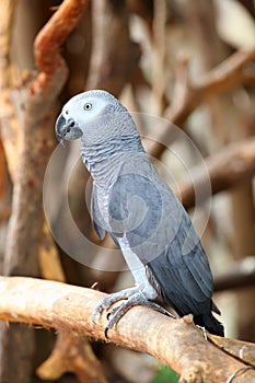 Portrait of an Congo African Grey Parrot (Psittacu