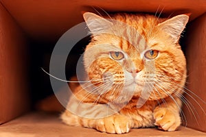 portrait of a contented impudent ginger cat lies in a box