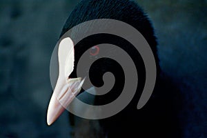 Portrait of a coot