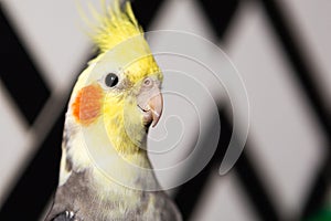 Portrait of a corella parrot