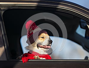 Portrait of a  Corgi dog in a bright hat looking out of the car window pretty
