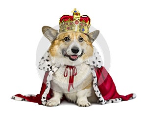 Portrait of a corgi dog in the red robe of the king and the precious golden imperial crown on a white isolated background