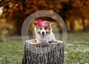 Portrait of a corgi dog sitting on a stump in the garden with a wreath of rose flowers on his head