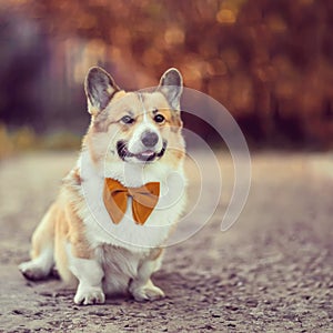 Portrait of a corgi dog sitting in a sunny garden and smiling
