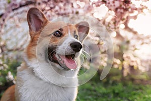 Portrait of a corgi dog in a spring blooming sunny garden