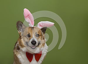 Portrait of a corgi pembroke dog in the ears of an easter bunny on a green isolated background sitting and smiling