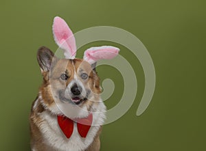 Portrait of a corgi pembroke dog in the ears of an easter bunny on a green isolated background sitting and smiling