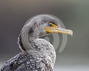 Portrait of a Cormorant