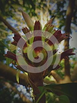 Portrait of Costus speciosus