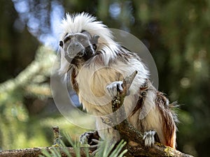 Portrait of Cotton-top tamarin, Saguinus oedipus