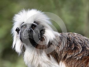 Portrait of Cotton-top tamarin, Saguinus oedipus