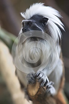 Portrait of cotton-top tamarin (Saguinus oedipus)