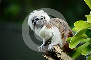 Portrait of a cotton-top tamarin Saguinus oedipus a critically endangered species from the tropical rainforests