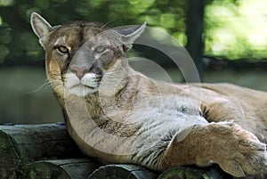 Portrait of cougar