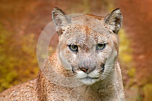 Portrait of cougar. Danger Cougar sitting in the green forest. Big wild cat in nature habitat. Puma concolor, known as mountain li