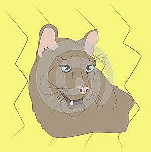 Portrait of a cougar looking at wall vector
