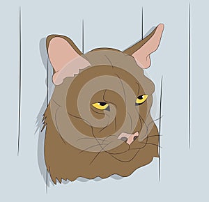 Portrait of a cougar looking at wall vector