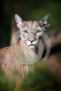 Portrait of a cougar, mountain lion, puma