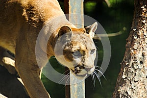 Portrait of a cougar, mountain lion, puma, panth