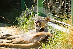 Portrait of a cougar, mountain lion, puma, panth