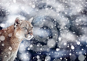 Portrait of a cougar, mountain lion, puma, panther. snowfall, wildlife America