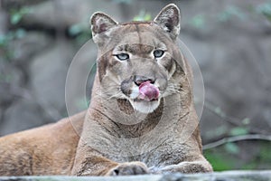 Portrait of cougar mountain lion puma panther striking a pose