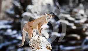 Portrait of a cougar, mountain lion, puma, panther, striking a pose on a fallen tree, Winter scene in the woods