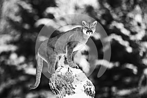 Portrait of a cougar, mountain lion, puma, panther, striking a pose on a fallen tree, Winter scene in the woods