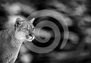 Portrait of a cougar, mountain lion, puma, panther. wildlife America
